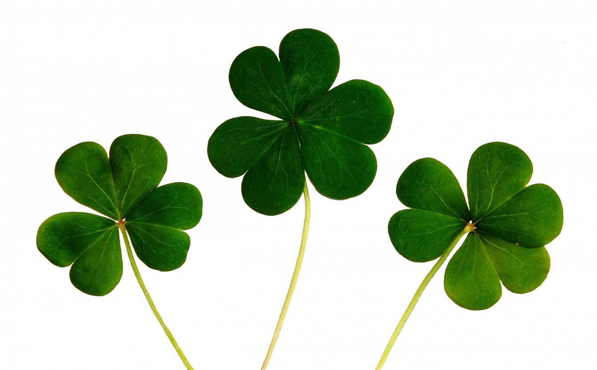 Clovers on white background Group For Legal And Political Studies